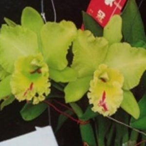 Rlc. Chief Green Breeze 'Green World'