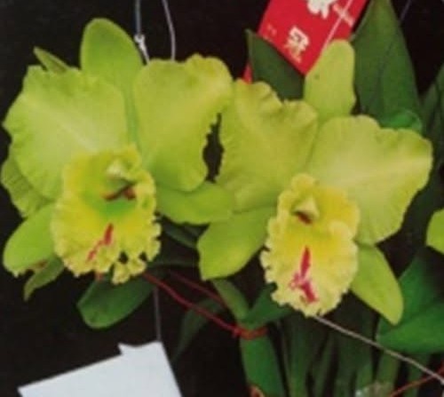Rlc. Chief Green Breeze 'Green World'