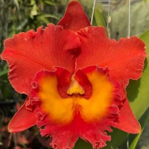Rlc. Siam Orange