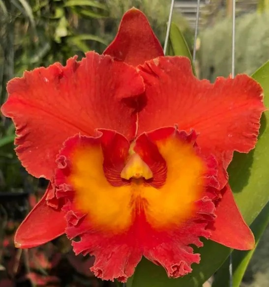 Rlc. Siam Orange