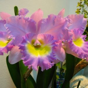 Rlc. Mormilani Jewel 'Chunfong' AM/AOS