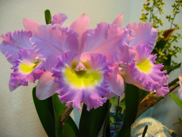 Rlc. Mormilani Jewel 'Chunfong' AM/AOS