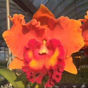 Rlc. Chief Fortune