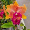 Rlc. Chief Fortune - Image 3