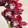 Cymbidium Khan Fury ‘Black Plum’ - Image 7