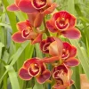 Cymbidium Barrita Toffee ‘Copper Red’ - Image 7