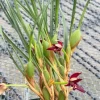 Maxillaria tenuifolia - Image 5