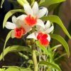 Dendrobium Frosty Dawn ‘Red Lip’ - Image 6