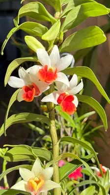 Dendrobium Frosty Dawn ‘Red Lip’ - Image 6