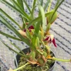 Maxillaria tenuifolia - Image 2