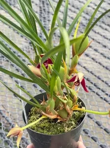 Alternative view of Maxillaria tenuifolia
