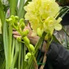 Cymbidium Kulnura Crips 'Golden Alba' - Image 4