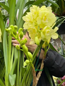 Cymbidium Kulnura Crips 'Golden Alba' - Image 4
