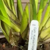 Cymbidium Kulnura Florid 'Bright Pink' - Image 6