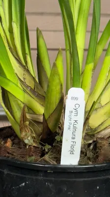 Cymbidium Kulnura Florid 'Bright Pink' - Image 6