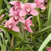 Cymbidium Barrita Whop 'Pink & Dark Lip' - Image 5