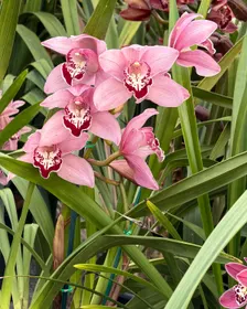 Cymbidium Barrita Whop 'Pink & Dark Lip' - Image 5