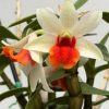 Dendrobium Frosty Dawn ‘Red Lip’ - Image 5