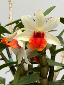 Dendrobium Frosty Dawn ‘Red Lip’ - Image 5