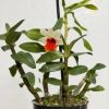 Dendrobium Frosty Dawn ‘Red Lip’ - Image 2