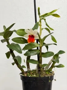 Dendrobium Frosty Dawn ‘Red Lip’ - Image 2