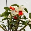 Dendrobium Frosty Dawn ‘Red Lip’ - Image 3