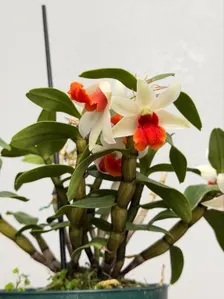 Dendrobium Frosty Dawn ‘Red Lip’ - Image 3