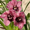 Cymbidium Rocky Greek ‘Gotcha’ - Image 3