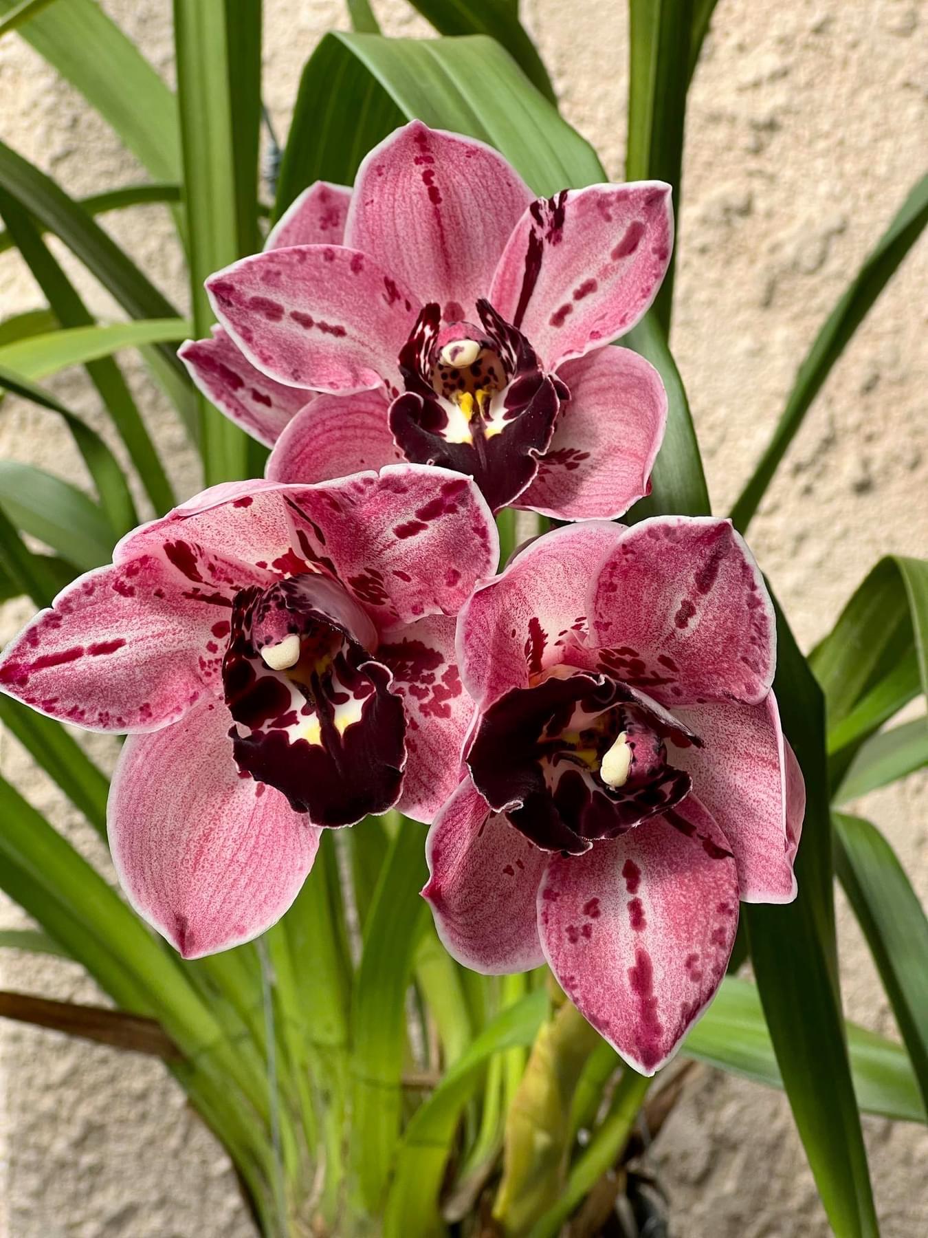 Cymbidium Rocky Greek ‘Gotcha’ - Image 3