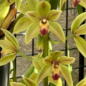 Cymbidium Len Southward