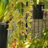 Cymbidium Len Southward - Image 2