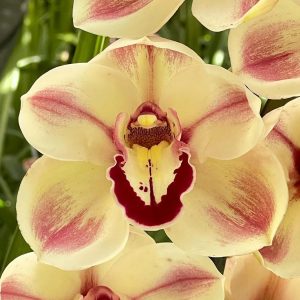 Cymbidium Kimberly Splash ‘TeePee’