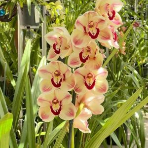 Alternative view of Cymbidium Kimberly Splash ‘TeePee’