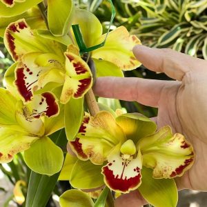 Cymbidium Vidar ’Harlequin’