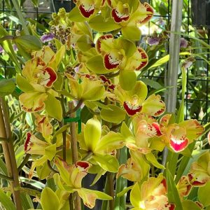 Alternative view of Cymbidium Vidar ’Harlequin’