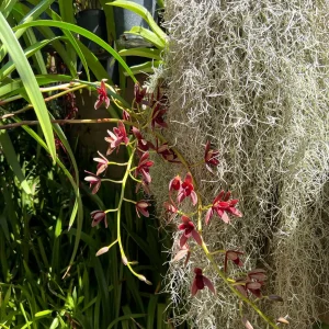 Alternative view of Grcym Pakket Garuda ‘Red’