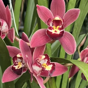 Cymbidium (Jessie Blackiston x Peter's Fire) 'Yellow Spot Pink'