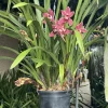 Cymbidium (Jessie Blackiston x Peter's Fire) 'Yellow Spot Pink' - Image 4