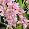 Cymbidium Barrita Suspense ‘May’ - Image 2