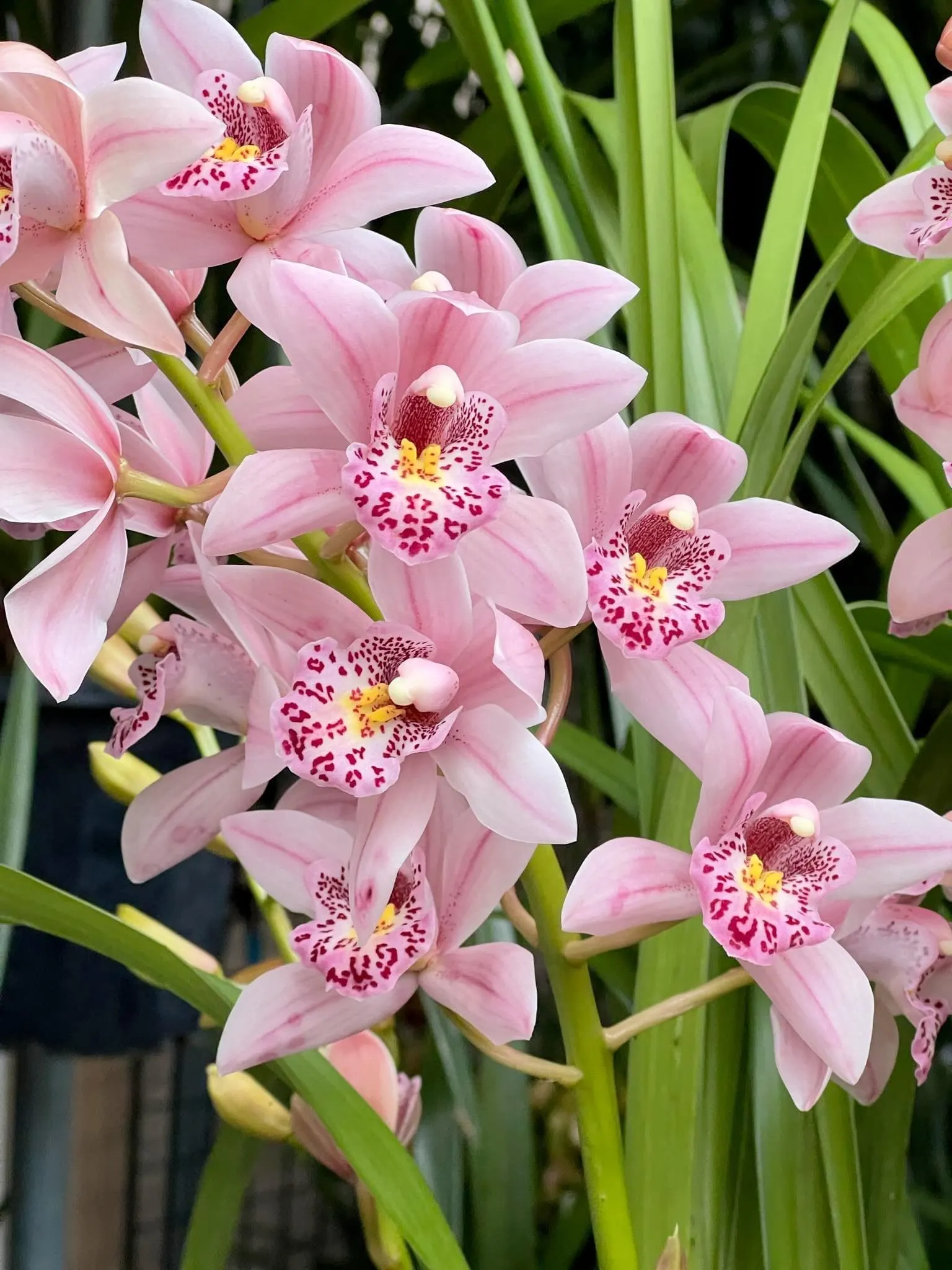 Cymbidium Barrita Suspense ‘May’ - Image 2
