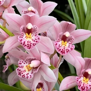 Cymbidium Barrita Suspense ‘May’