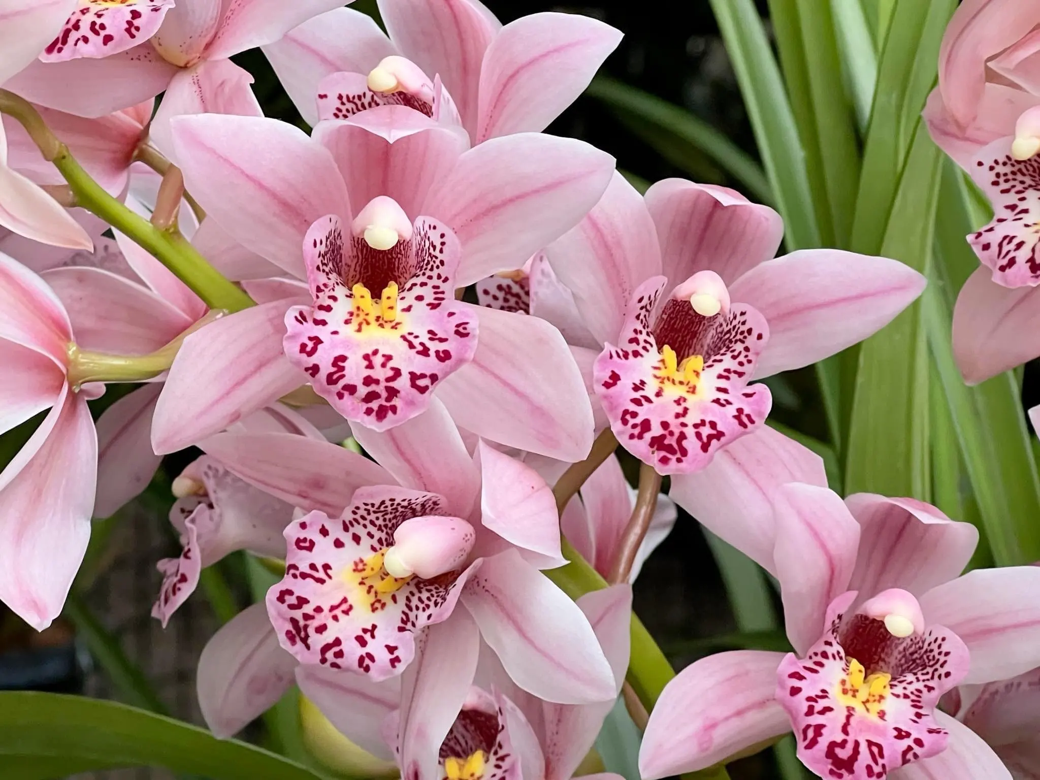 Cymbidium Barrita Suspense ‘May’