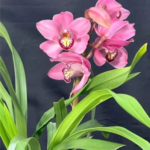 Alternative view of Cymbidium Barrita Sanguine 'Pink'