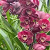 Cymbidium Barrita Flame 'Red Rock' - Image 3