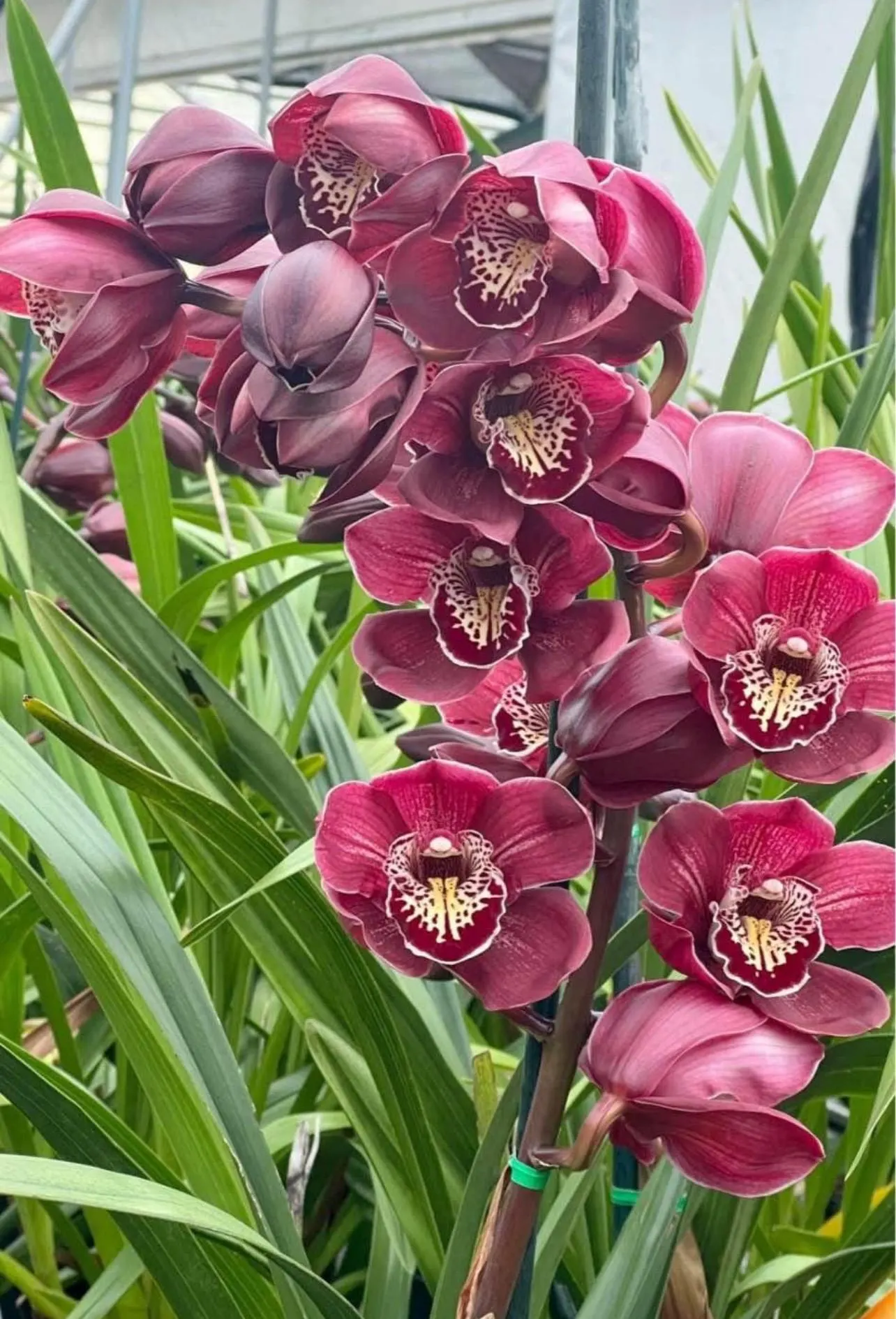 Cymbidium Barrita Flame 'Red Rock' - Image 3