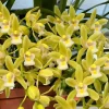 Cymbidium (Dolly x pumilum) 'The Flower Fields' - Image 5