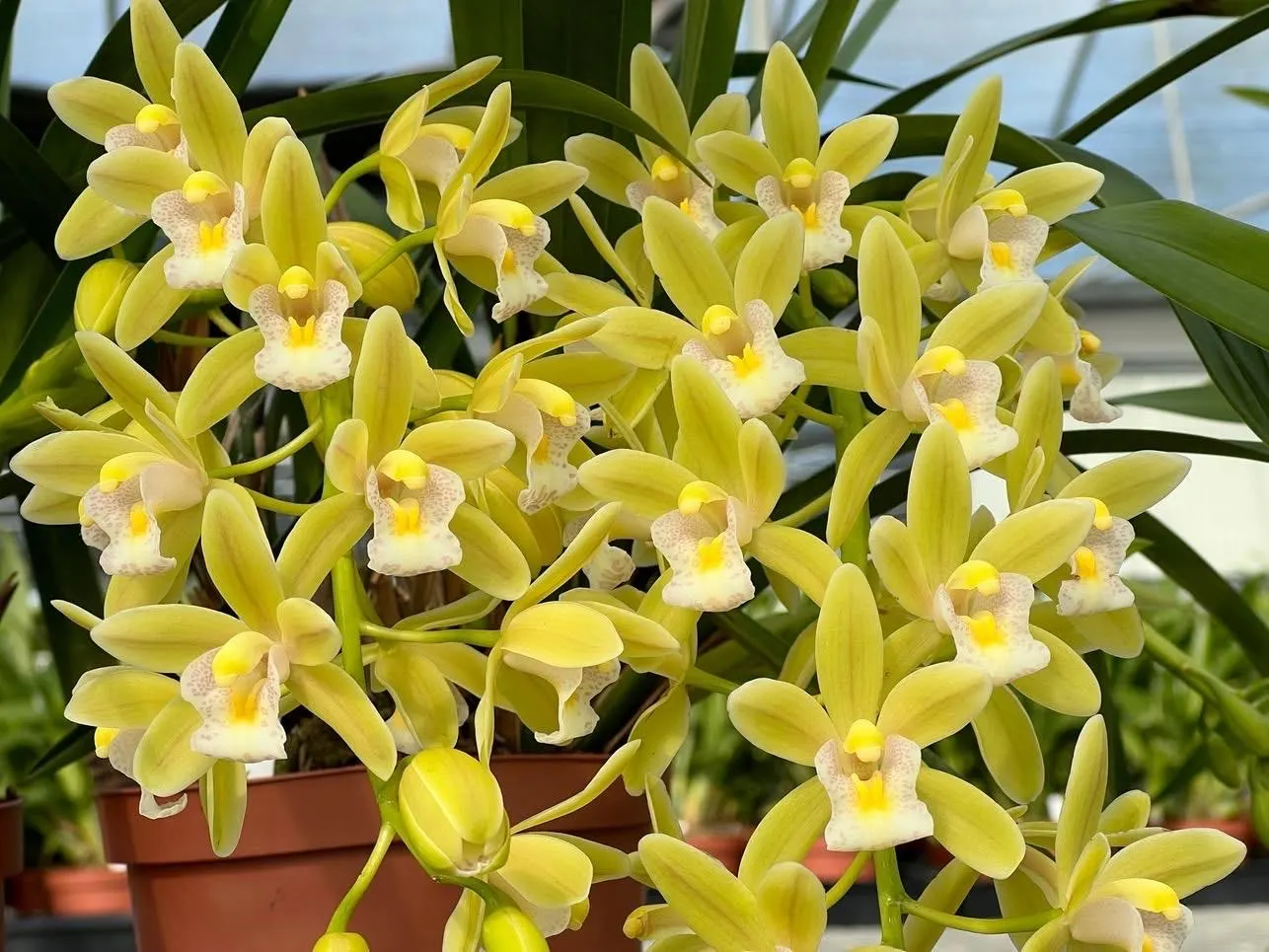 Cymbidium (Dolly x pumilum) 'The Flower Fields' - Image 5