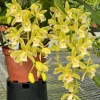 Cymbidium (Dolly x pumilum) 'The Flower Fields' - Image 4