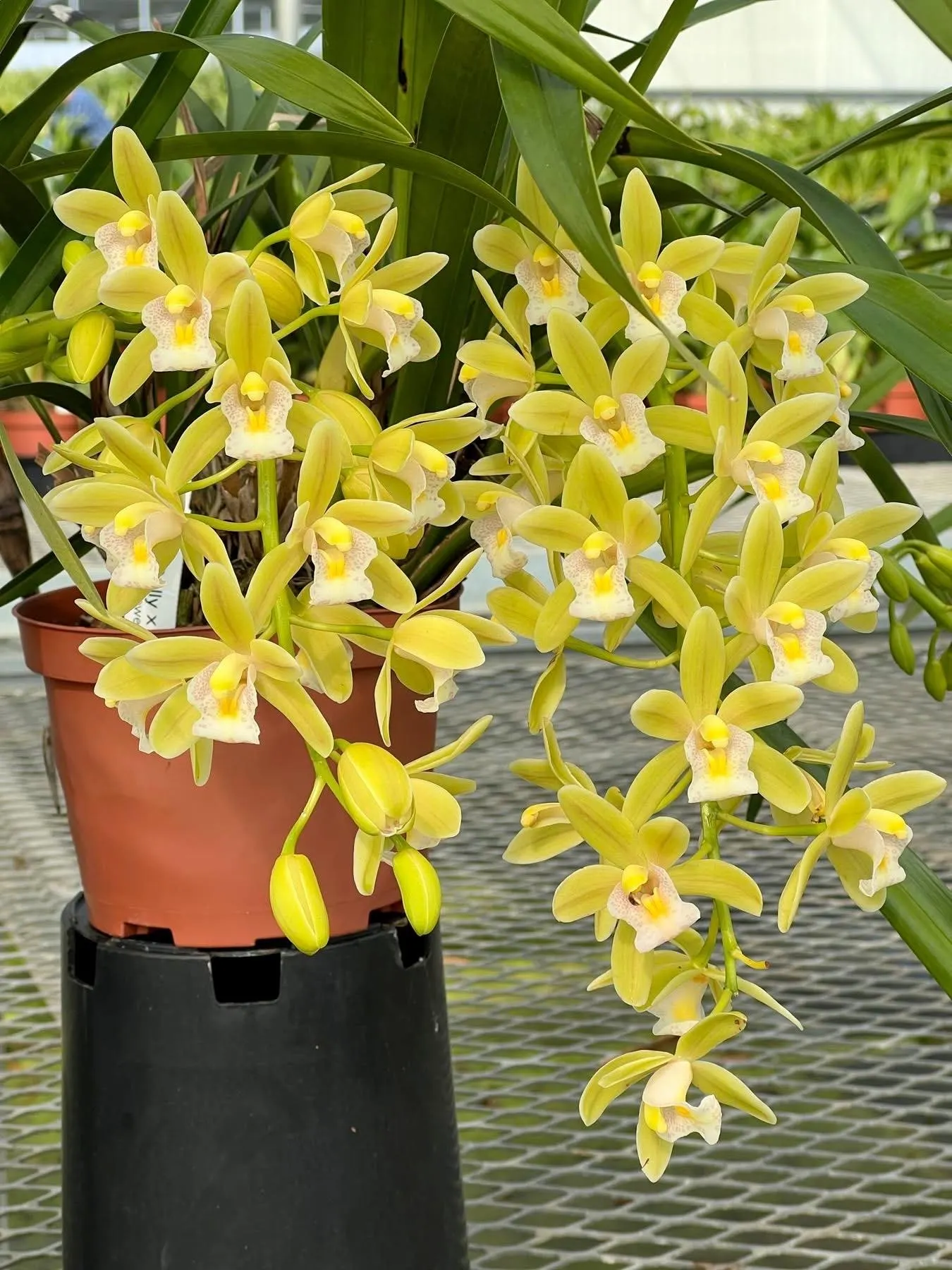 Cymbidium (Dolly x pumilum) 'The Flower Fields' - Image 4