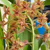 Cymbidium Lambert Day ~ Supper Fragrant - Image 4